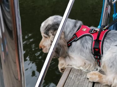 Hausboot mieten in Brandenburg | mit Hund | Die Bootschaft